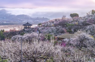 Ağaç dalında kiraz çiçeği