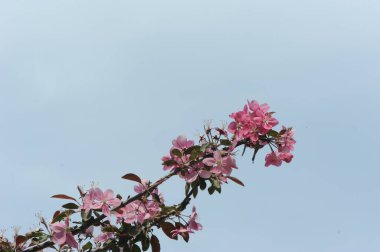 Ağaç dallarında pembe çiçekler