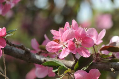 Ağaç dallarında pembe çiçekler