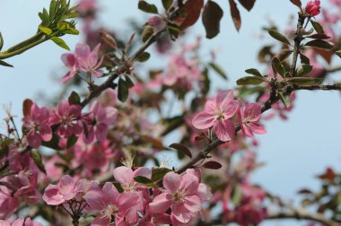 Ağaç dallarında pembe çiçekler