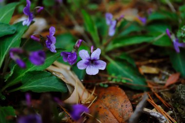 Ağaç dallarında mor çiçekler