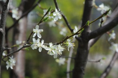 Ağaç dallarında beyaz çiçekler
