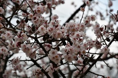 Ağaç dallarında beyaz çiçekler