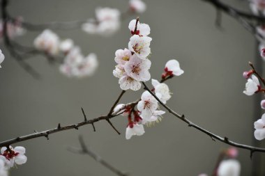 Ağaç dallarında beyaz çiçekler