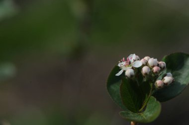 Ağaç dallarında beyaz çiçekler