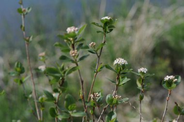 Ağaç dallarında beyaz çiçekler