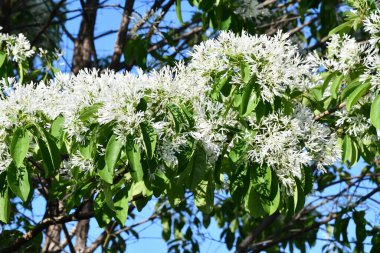 Ağaç dallarında beyaz çiçekler
