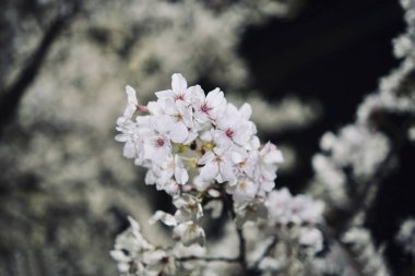 Ağaç dallarında beyaz çiçekler