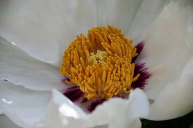 Bahçedeki beyaz şakayık çiçeği