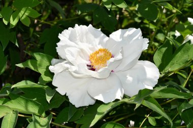 Bahçedeki beyaz şakayık çiçeği