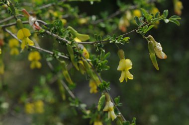 Ağaç dallarında sarı çiçekler