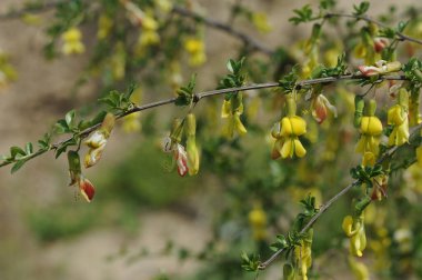 Ağaç dallarında sarı çiçekler