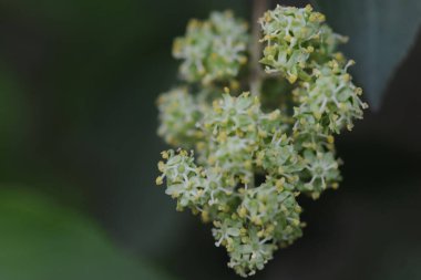 Yaşlı ağaç çiçekleri (Sambucus nigra)