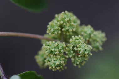 Yaşlı ağaç çiçekleri (Sambucus nigra)