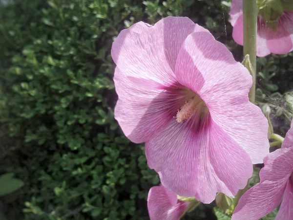 Hibiscus Syriacus Vagy Saroni Rózsa — Stock Fotó