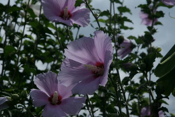 Hibisco Siríaco Rosa Sharon — Fotografia de Stock