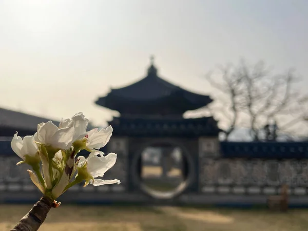 樱花开在树枝上 — 图库照片