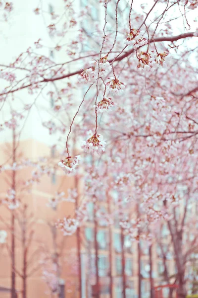 Kirschblüte Auf Ast — Stockfoto
