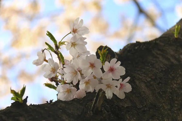 Kirschblütenbaum Garten — Stockfoto