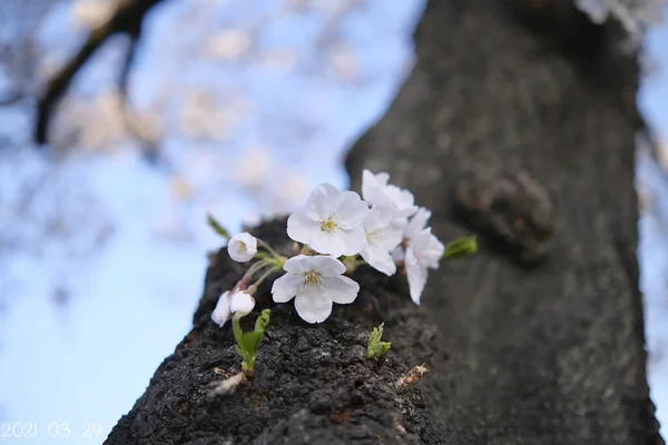 Árbol Flor Cerezo Contra Cielo — Foto de Stock