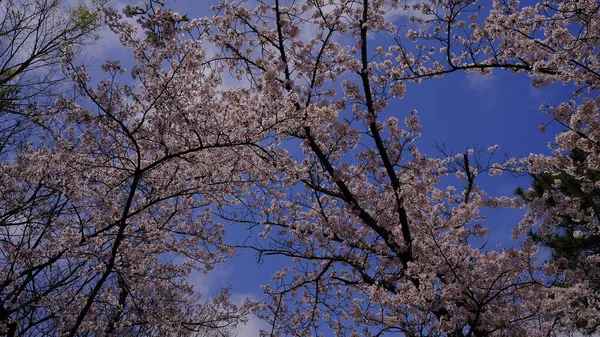 Kirschbaum Blüht Vor Blauem Himmel — Stockfoto