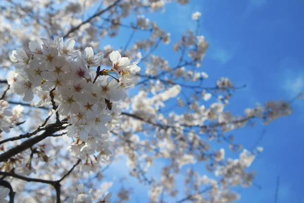 Kirschbaum Blüht Vor Blauem Himmel — Stockfoto