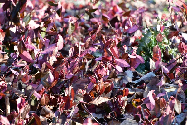 Purple Leaves Tree Branches — Stock Photo, Image