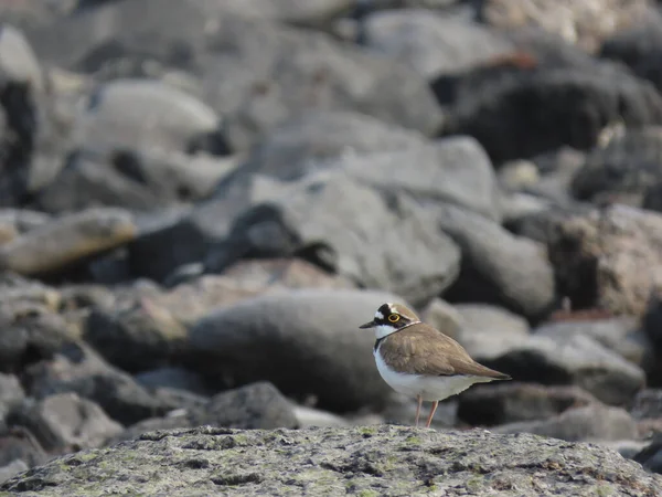 Petit Oiseau Assis Sur Mur Pierre — Photo