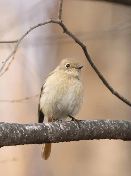 Pequeno Pássaro Sentado Galho Árvore — Fotografia de Stock