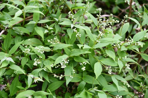 Vita Blommor Gården — Stockfoto