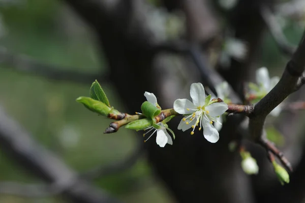 Białe Kwiaty Gałęziach Drzew — Zdjęcie stockowe