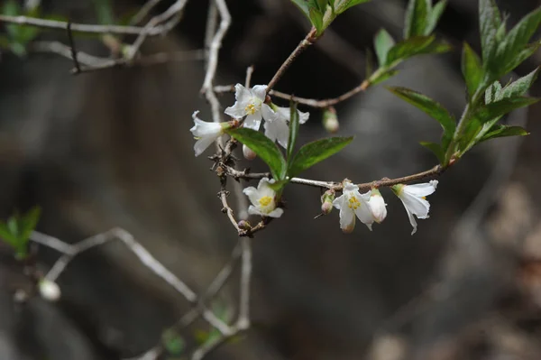 Flores Brancas Galhos Árvore — Fotografia de Stock