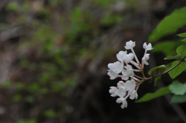 Λευκά Λουλούδια Κλαδιά Δέντρων — Φωτογραφία Αρχείου