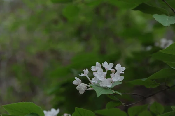 White Flowers Tree Branches — Stock Photo, Image