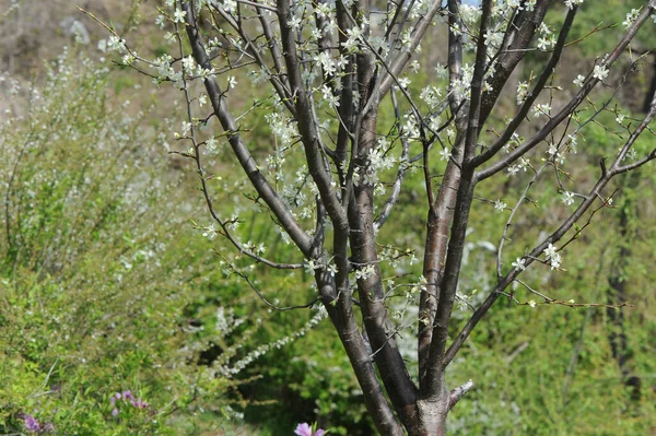 Белые Цветы Ветвях Деревьев — стоковое фото