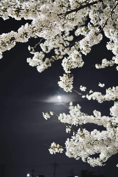 Flores Blancas Ramas Árboles — Foto de Stock