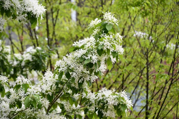Белые Цветы Ветвях Деревьев — стоковое фото