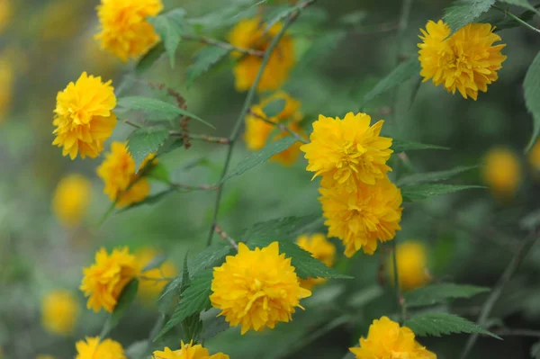 Gele Bloemen Tuin — Stockfoto