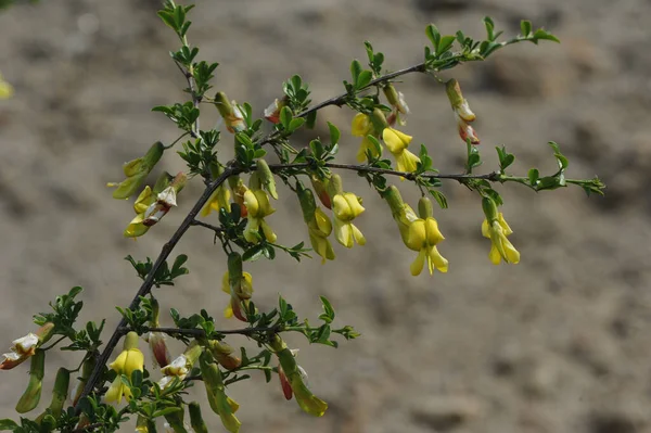 Yellow Flowers Tree Branches — Stock Photo, Image