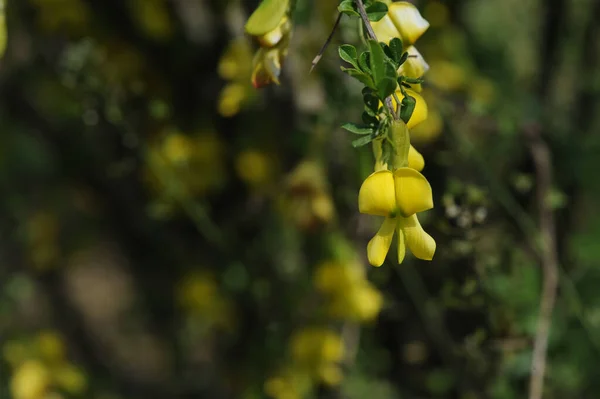 Gele Bloemen Boomtakken — Stockfoto