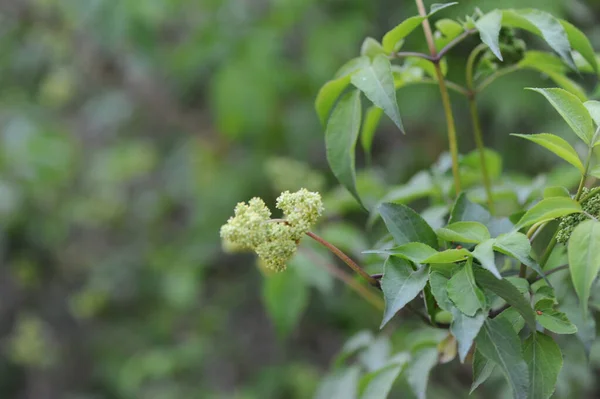 Цветы Древесных Пород Sambucus Nigra — стоковое фото