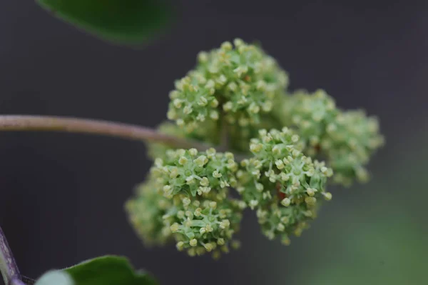 Fiori Sambuco Sambucus Nigra — Foto Stock