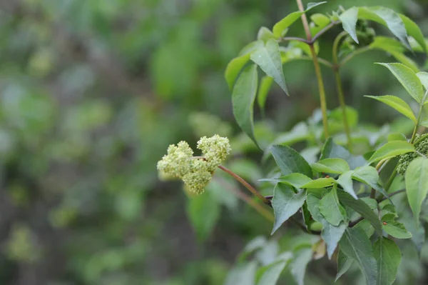 Idősfa Virágok Sambucus Nigra — Stock Fotó