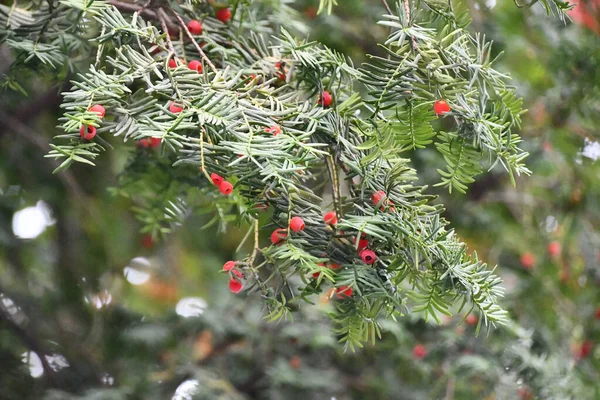 Árbol Tejo Con Frutos Rojos —  Fotos de Stock