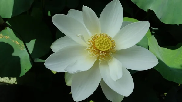 Schöne Weiße Lotusblume Wasser — Stockfoto