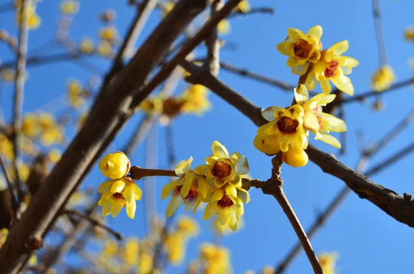 Mooie Gele Bloemen Takken Tegen Blauwe Lucht — Stockfoto