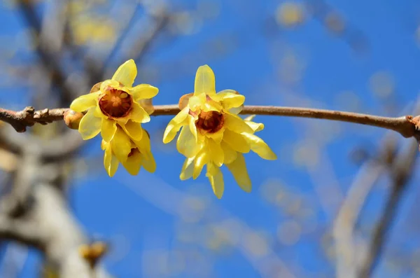 Mooie Gele Bloemen Takken Tegen Blauwe Lucht — Stockfoto