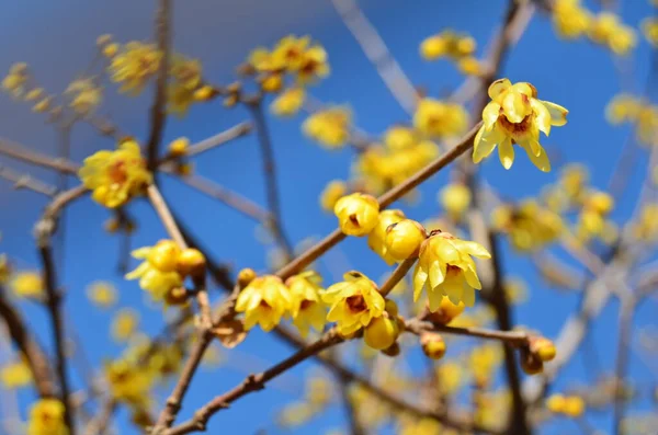 Mooie Gele Bloemen Takken Tegen Blauwe Lucht — Stockfoto