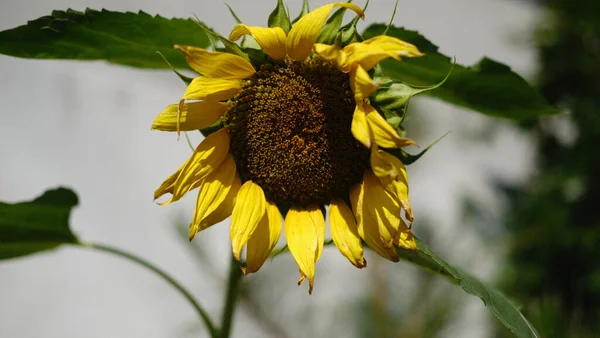Beautiful Yellow Sunflower Gray Blurred Background —  Fotos de Stock