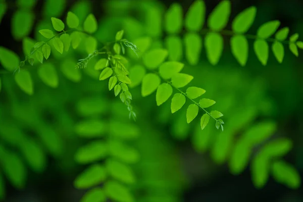 Frische Neue Grüne Blätter Auf Verschwommenem Hintergrund — Stockfoto